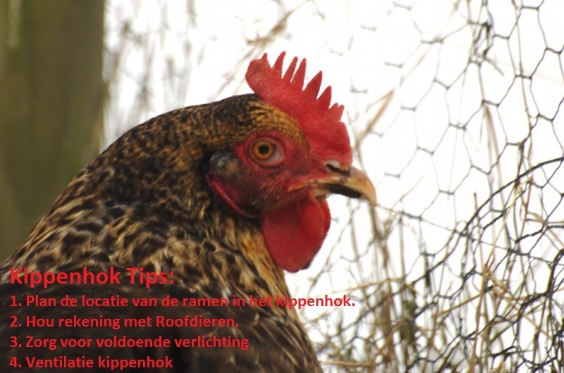 Informeer Circulaire Definitief 4 Kippenhok tips voor gezonde kippen! (klik hier en lees er alles over)