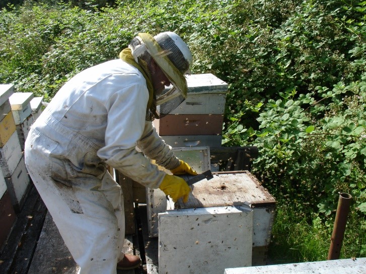 Bijenkorf bouwen