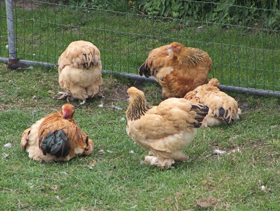 soorten kippen
