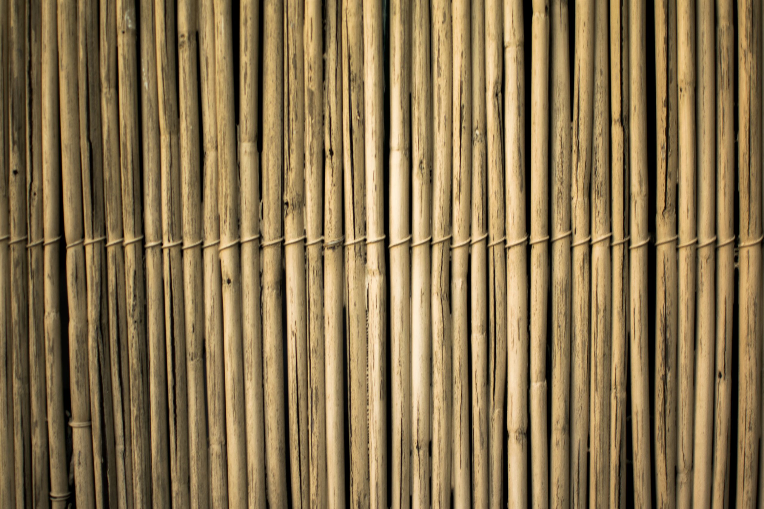 bamboestengels